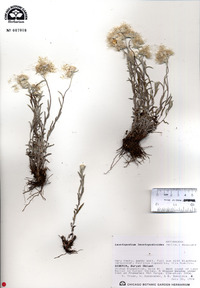 Antennaria rosea subsp. confinis image