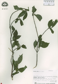 Cornus alba image