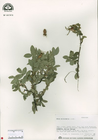 Rosa acicularis image