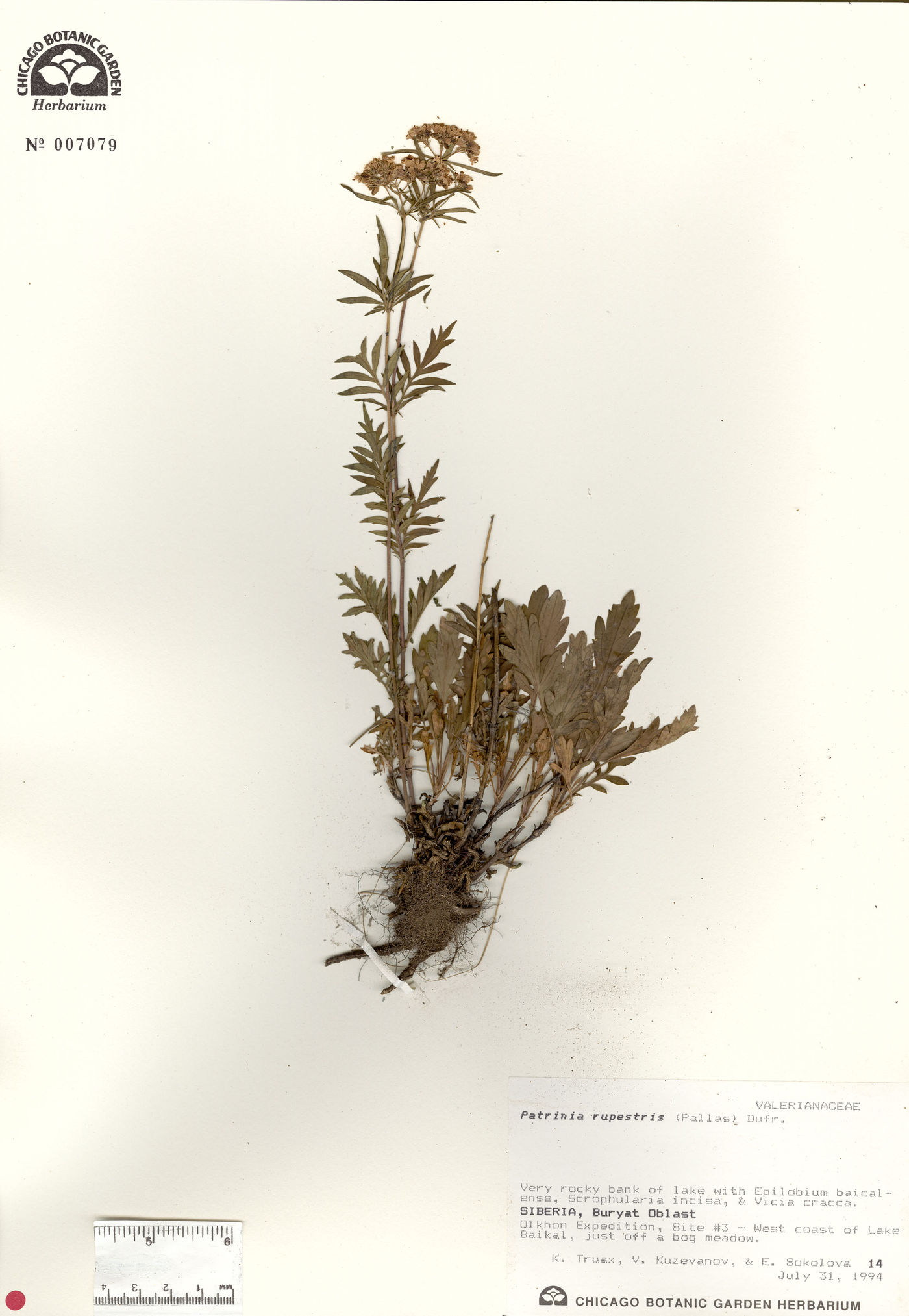 Patrinia rupestris image