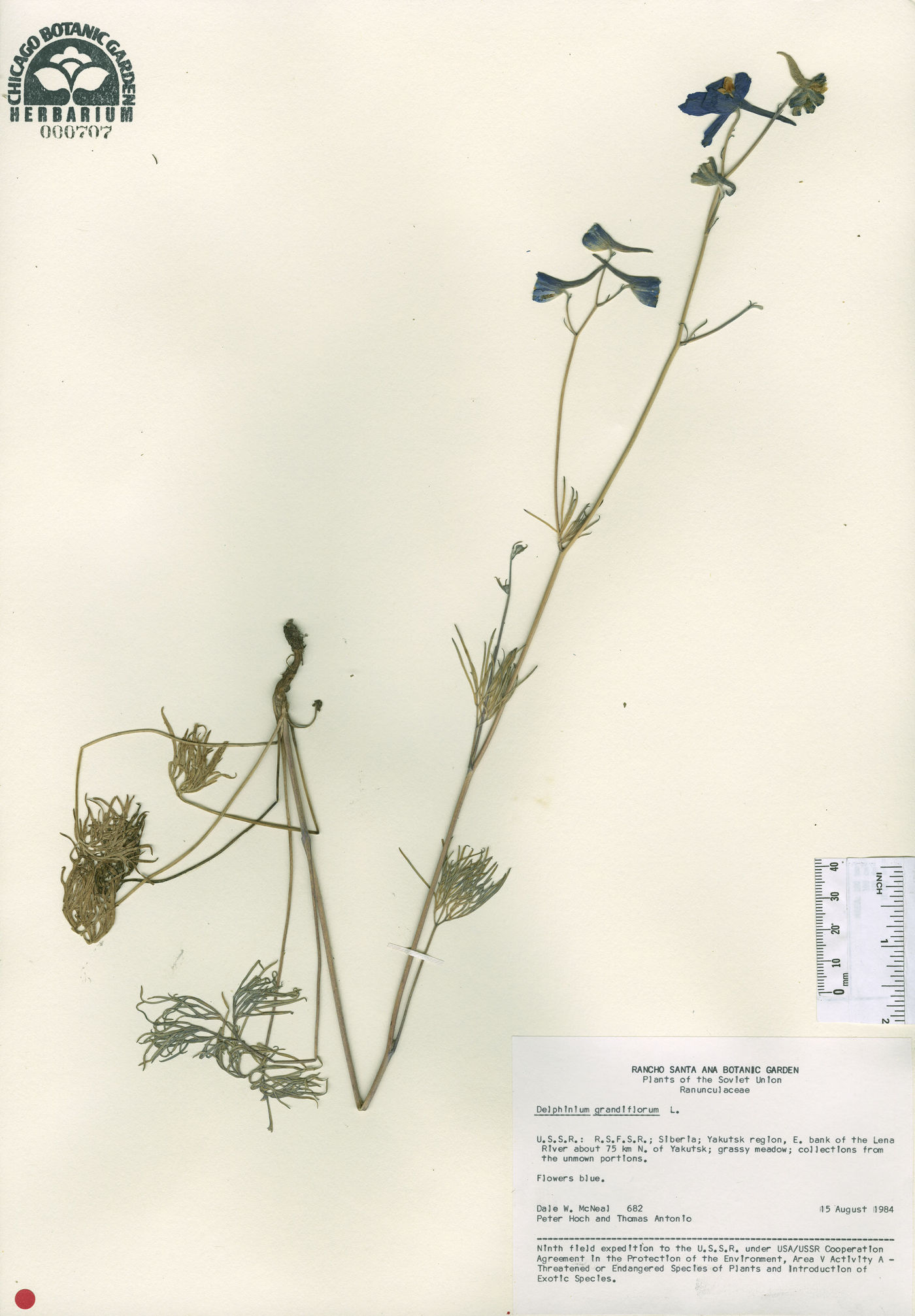 Delphinium grandiflorum image