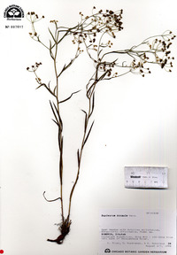 Bupleurum bicaule image