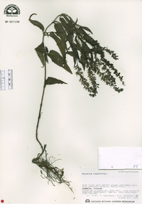 Veronica longifolia image