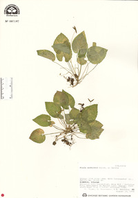 Viola selkirkii image