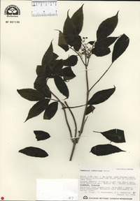 Image of Sambucus sibirica