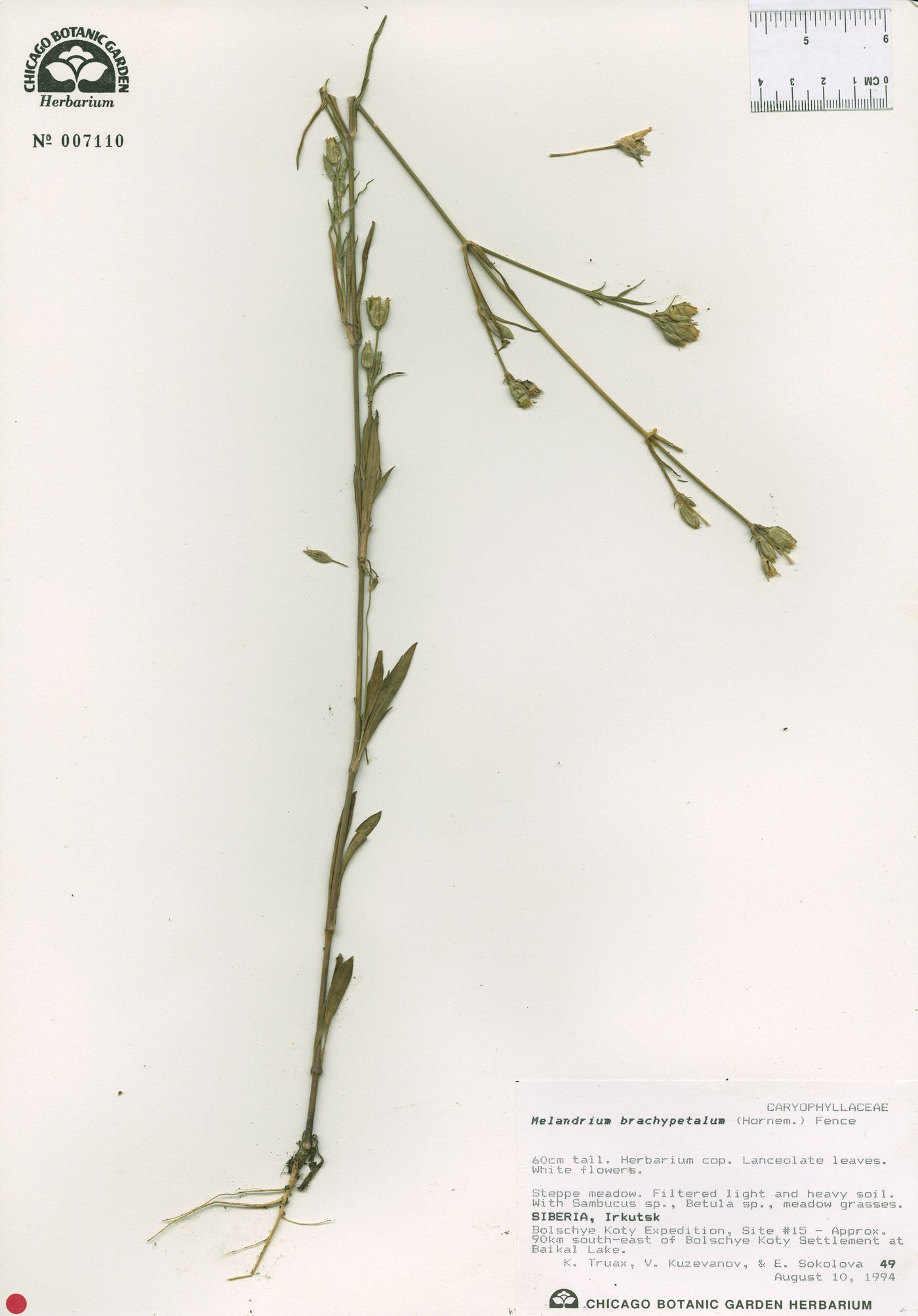 Silene songarica image