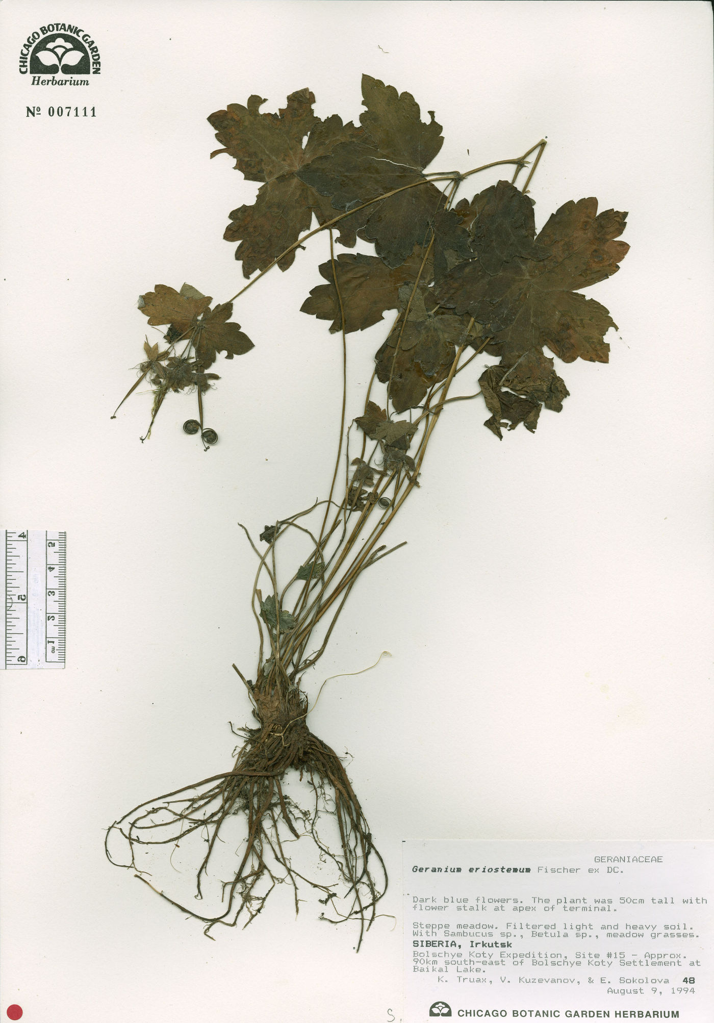 Pelargonium ovale image