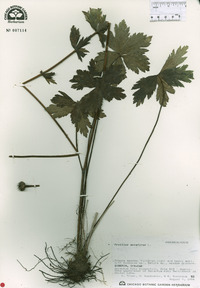 Trollius asiaticus image