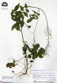 Cardamine macrophylla image