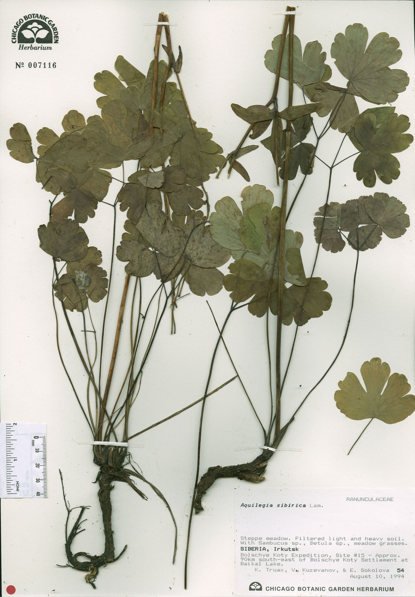 Aquilegia sibirica image