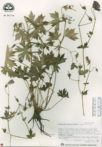 Geranium wlassovianum image