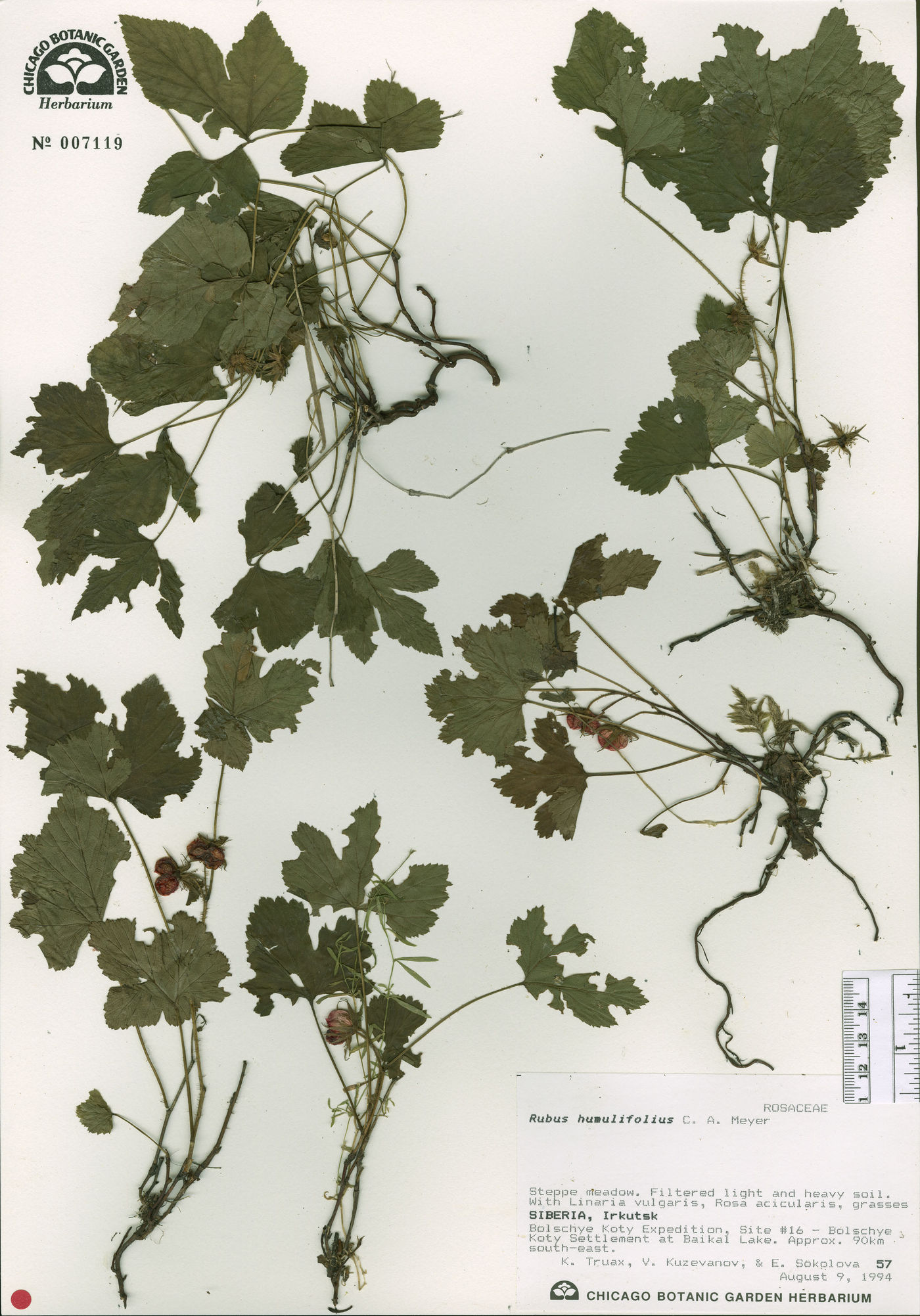 Rubus humulifolius image