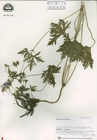 Geranium pratense image