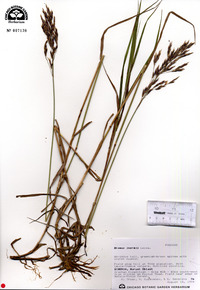 Bromus inermis image