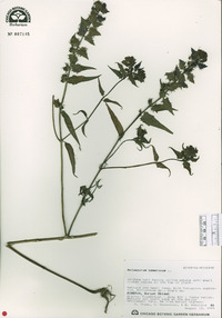 Melampyrum nemorosum image
