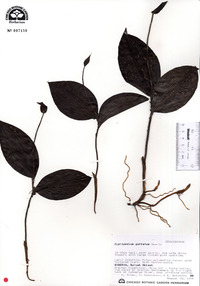 Cypripedium guttatum image