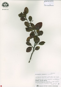 Image of Cotoneaster neopopovii
