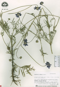 Scabiosa comosa image