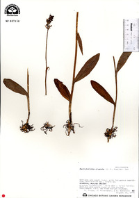 Dactylorhiza incarnata subsp. cruenta image