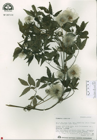 Clematis alpina image