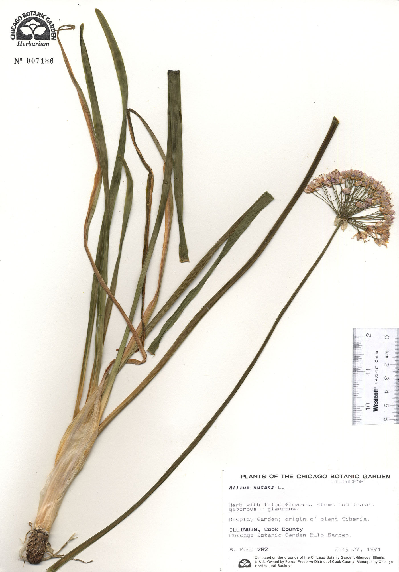 Allium nutans image