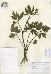 Ranunculus pensylvanicus image