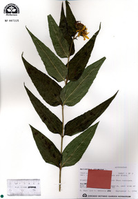 Helianthus strumosus image