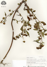 Bidens connata image