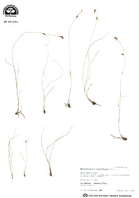 Rhynchospora capillacea image