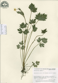 Ranunculus repens image