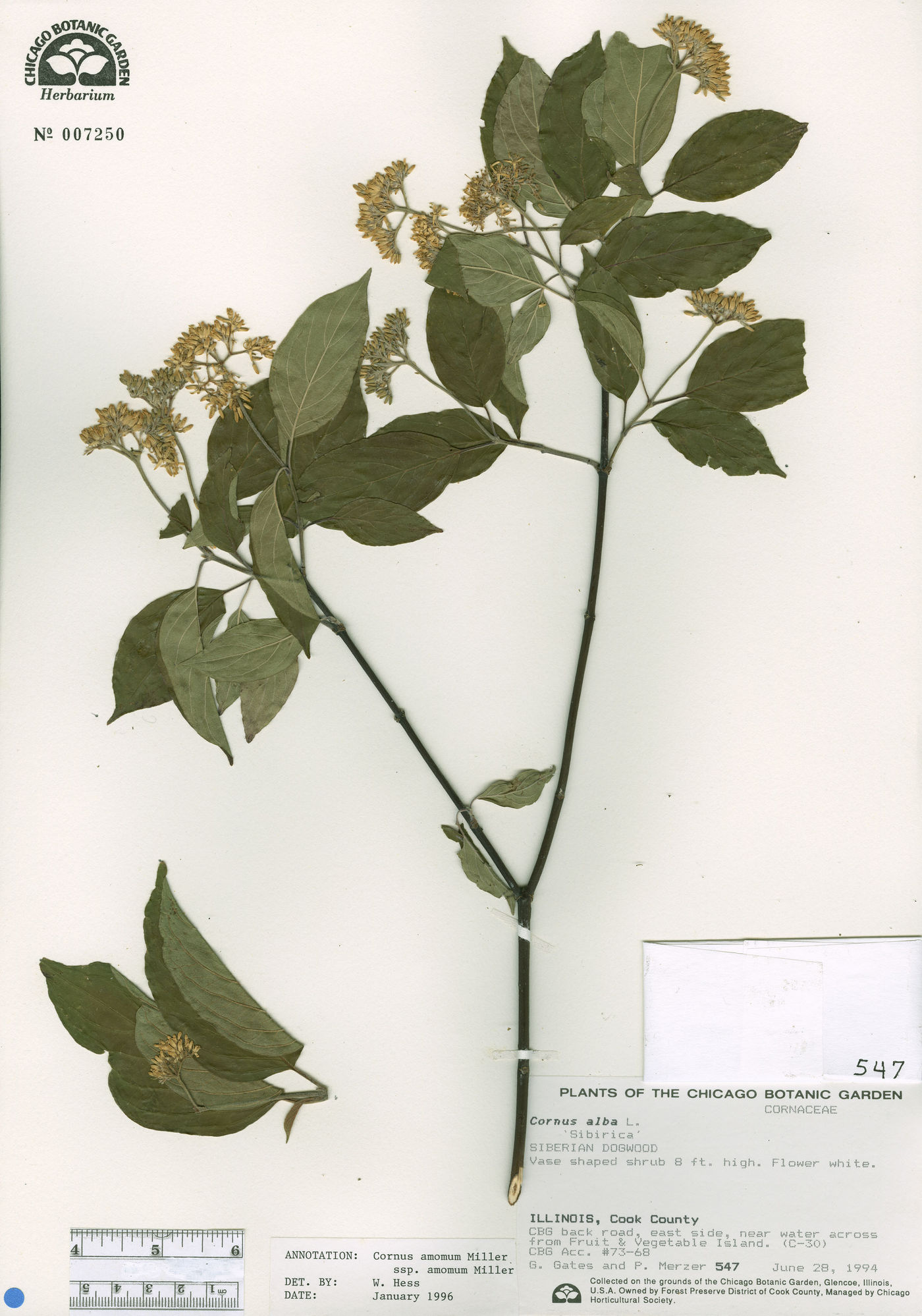Cornus amomum subsp. amomum image
