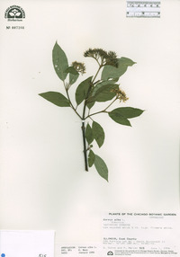 Cornus alba image