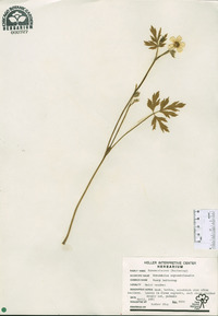 Ranunculus septentrionalis image