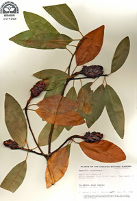 Magnolia virginiana image