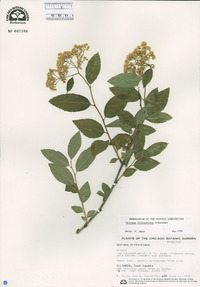 Image of Spiraea fritschiana