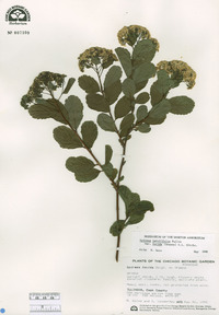 Spiraea betulifolia image