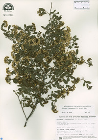 Spiraea × vanhouttei image