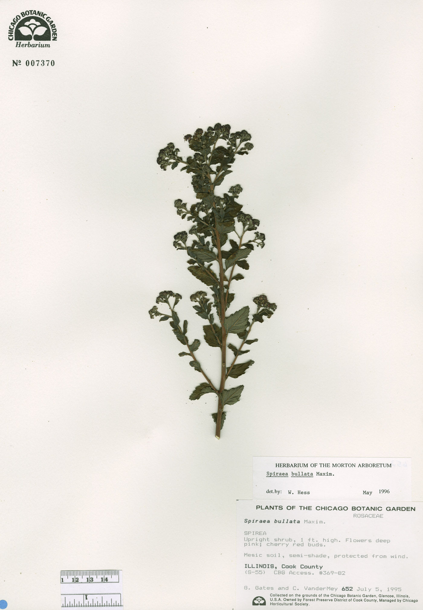 Spiraea bullata image