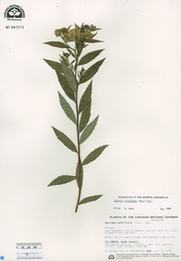 Spiraea albiflora image