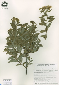 Spiraea albiflora image