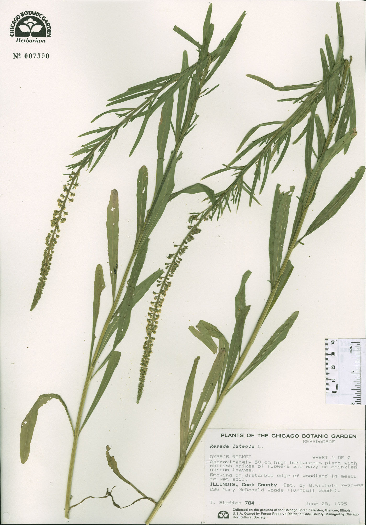 Reseda luteola image