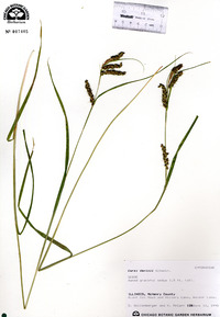 Carex davisii image