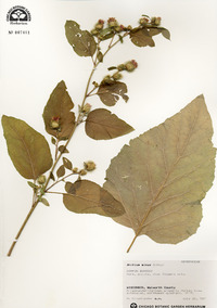 Arctium minus image