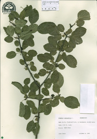 Rhamnus cathartica image