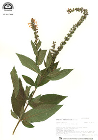 Teucrium canadense image