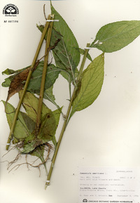 Campanulastrum americanum image