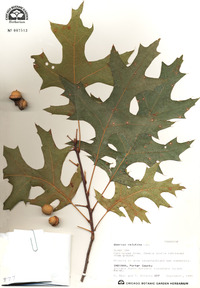 Quercus velutina image