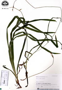 Carex hirtifolia image