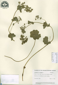 Alchemilla vulgaris image