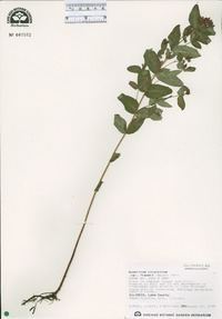 Hypericum virginicum var. fraseri image